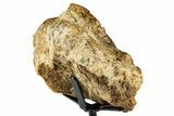 Dinosaur (Triceratops) Frill Shield Section w/ Stand - South Dakota #378586-5